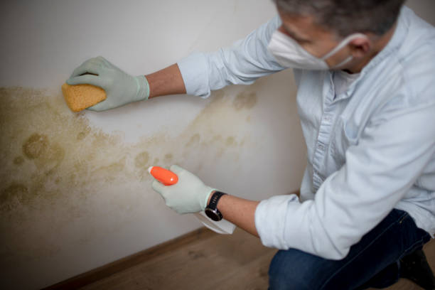 Best Commercial Mold Removal  in Ogallala, NE